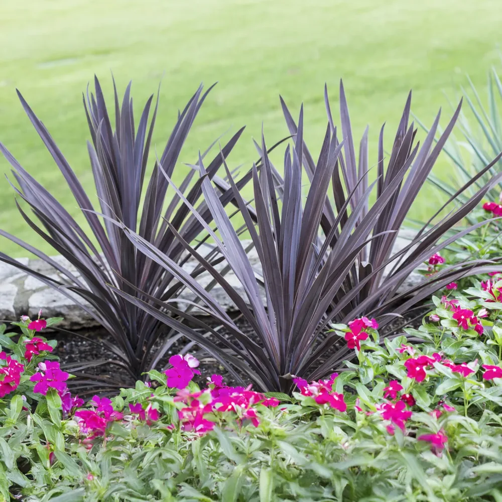 Cordyline australis Red Sensation® Cordyline australis Red Sensation®