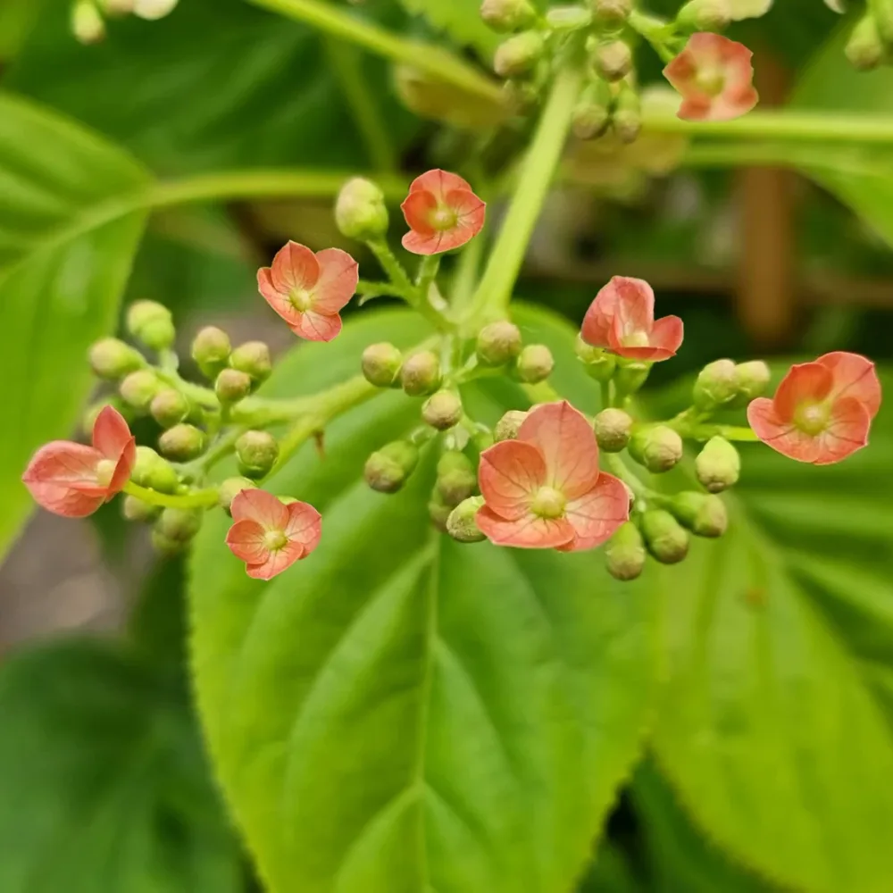 Hortensia grimpant Crug Coral Hydrangea anomala Crug Coral