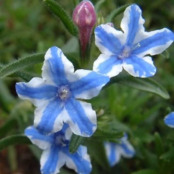 6 x Grémil 'Star' – Lithodora diffusa 'Star', godet 9cm x 9cm