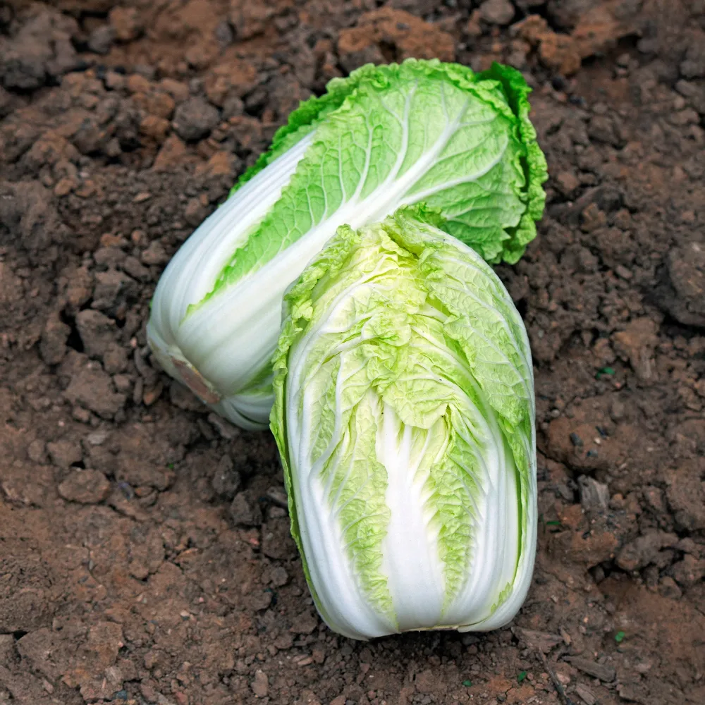 Chou de Chine Spectrum F1 Brassica pekinensis spectrum f1