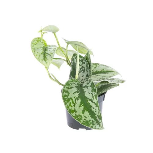 Scindapsus Trébie pot Ø12xH20 cm