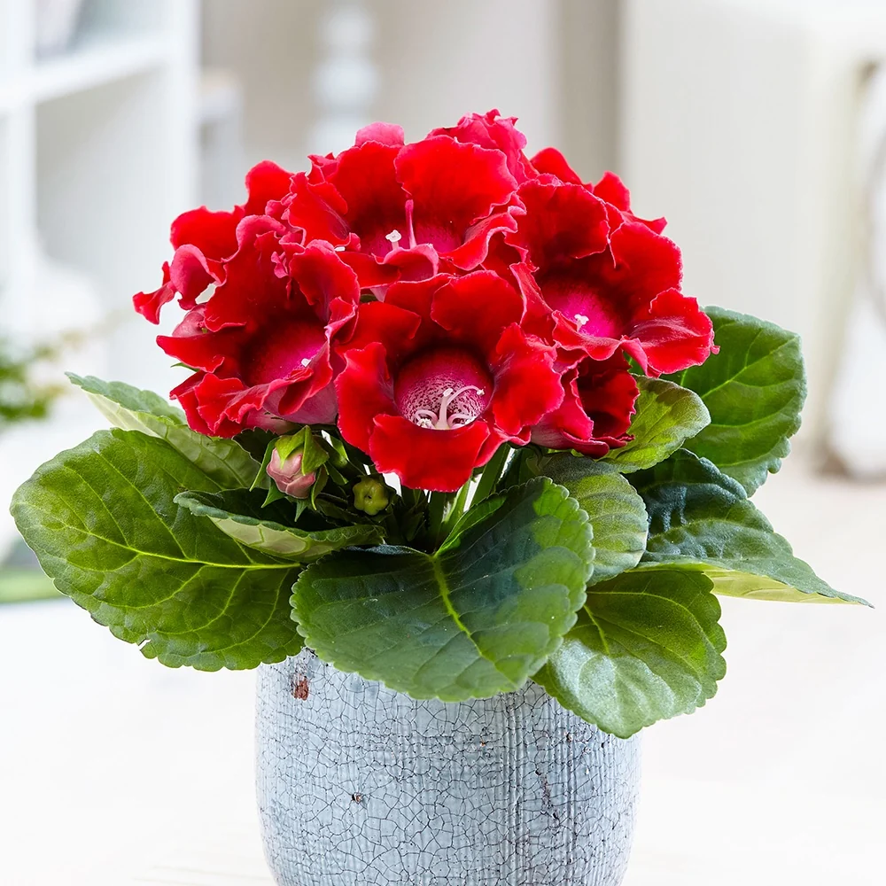 Gloxinia des fleuristes rouge Sinningia speciosa red