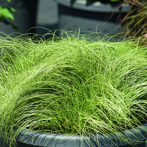 Carex comans Frosted Curls vert botanic®. Le pot de 2 litres