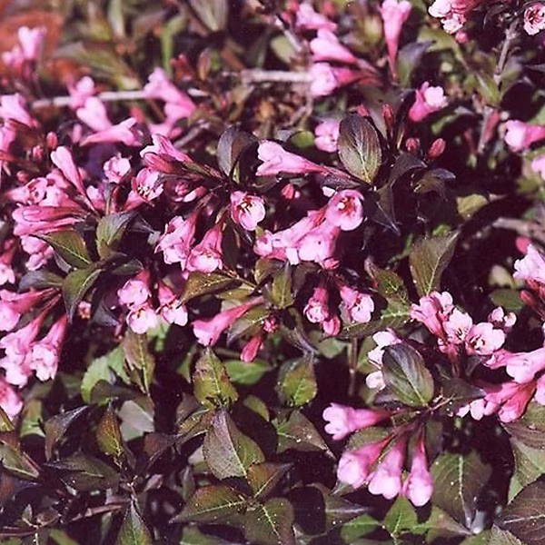 2 x Weigela florida 'Nana Purpurea' – 30-40 cm pot