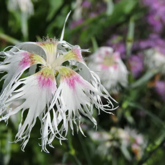 Bio zaden van Anjer Rainbow Loveliness
