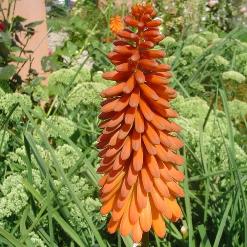 Kniphofia Uvaria - Le pot de 4 litres