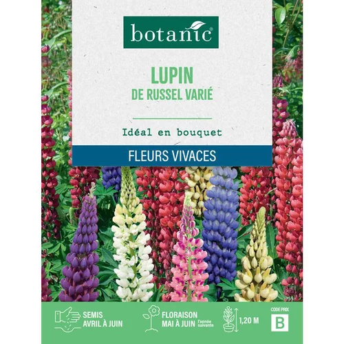 Graines de fleurs de Lupin de Russel varié botanic®
