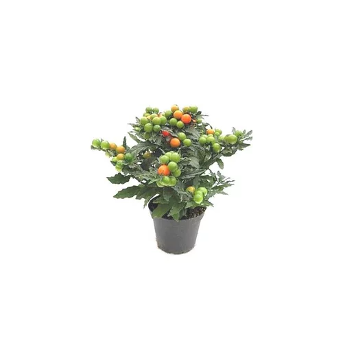 Pommier d'Amour - Le pot de 1 litre