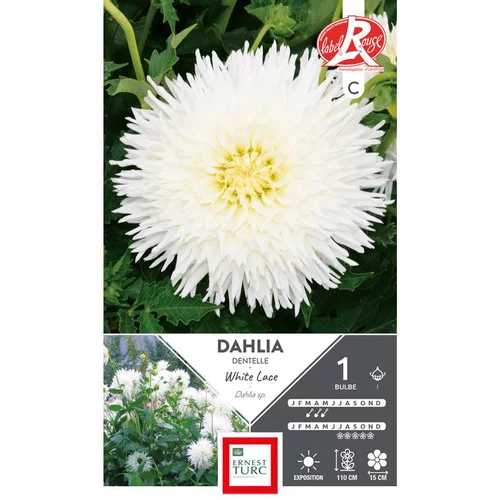 Dahlia dentelle White Lace blanc Ernest Turc - 1 bulbe