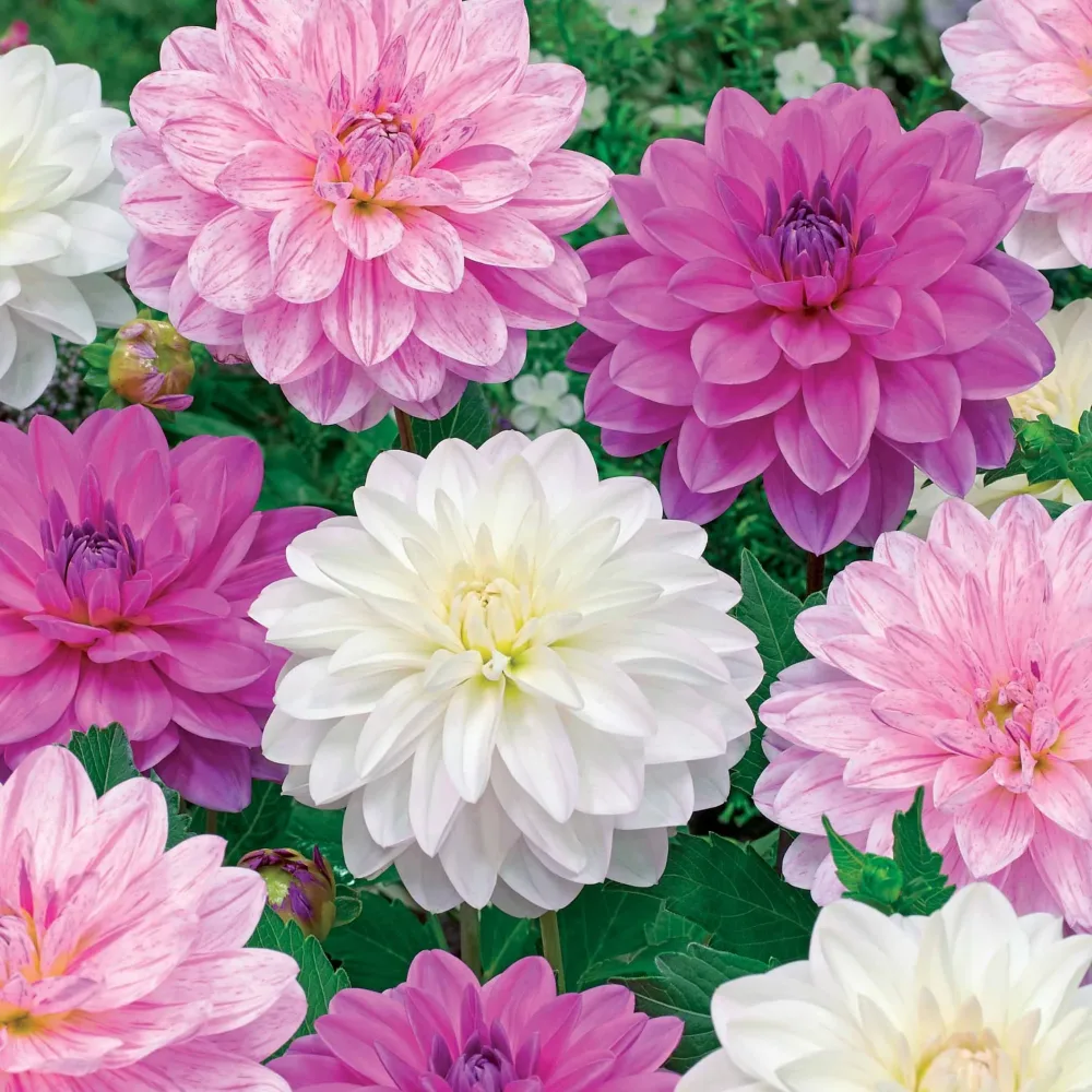 6 Dahlias Bonesta en mélange Dahlias bonesta