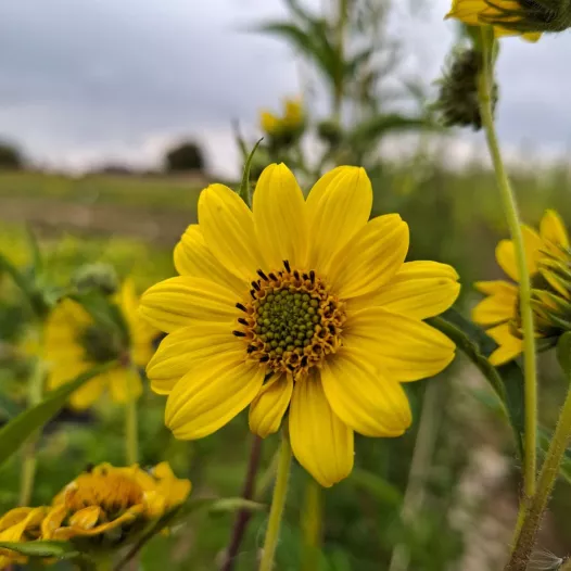 Meerjarige zonnebloem | Bio en reproduceerbare zaden