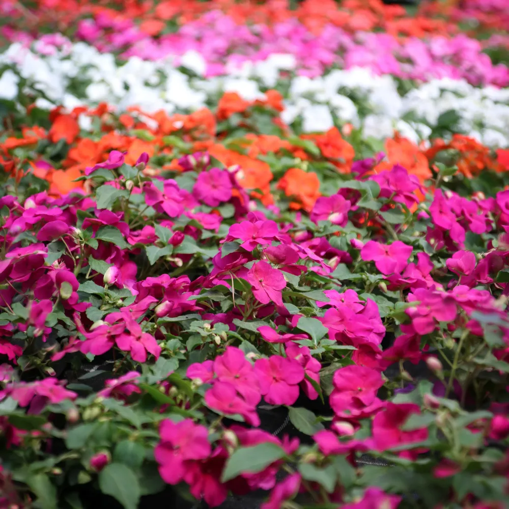 Impatiens du sultan Colour Cocktail en mélange Impatiens walleriana