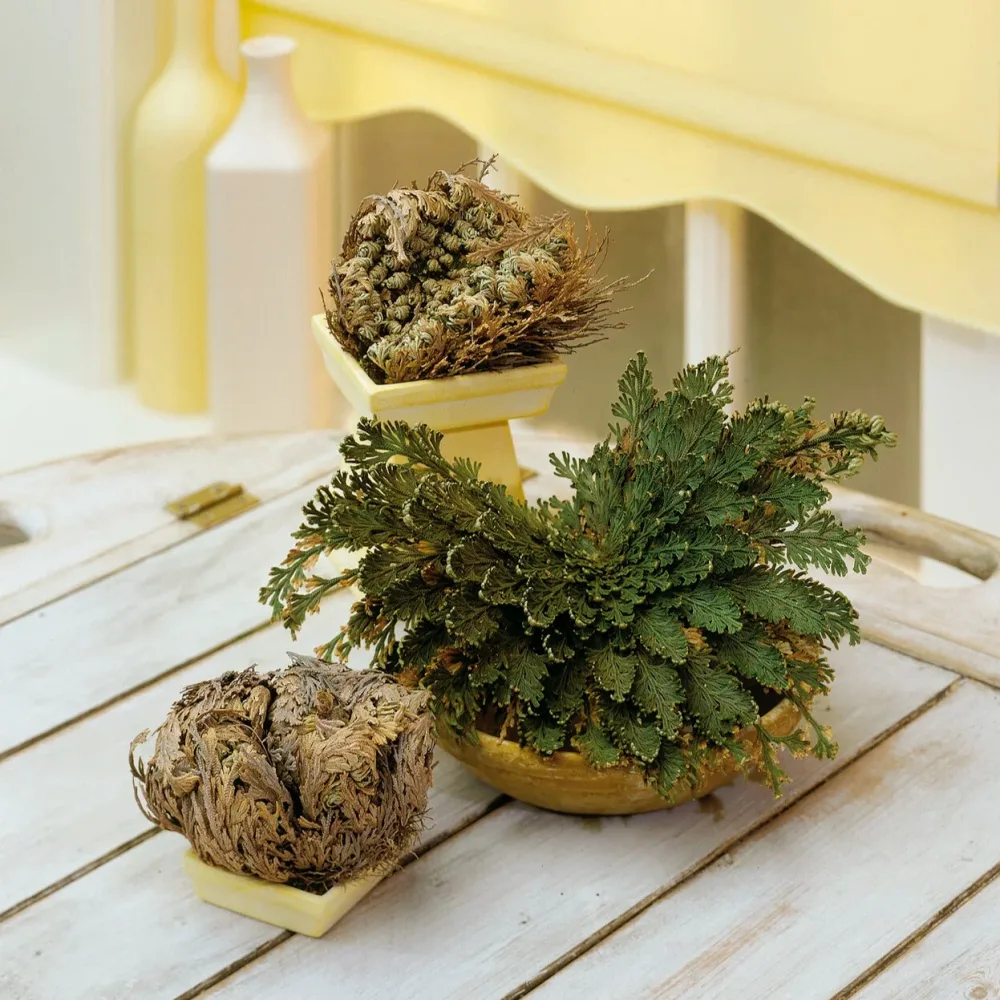 Rose de Jericho Selaginella lepidophylla