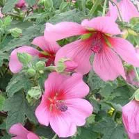 Anisodontea - Le pot de 3 litres