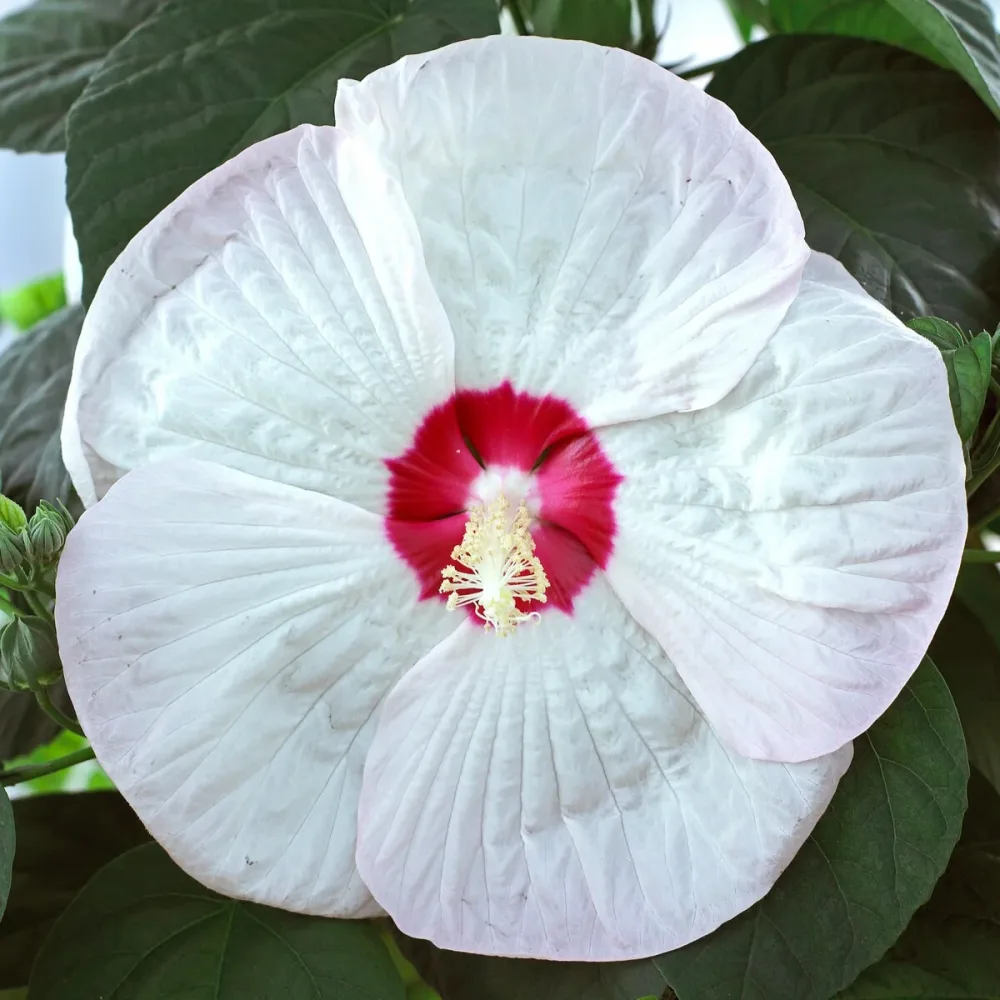 Hibiscus des marais Luna White Hibiscus moscheutos luna white