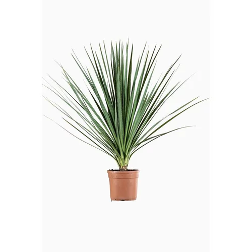 Cordyline Indivisia en pot de 9 L