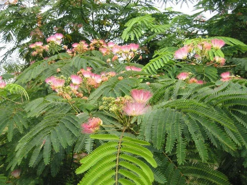 Albizia Ombrella. Le pot de 30 litres