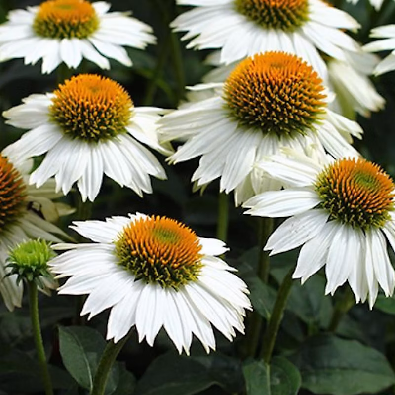 6 x Rudbeckia pourpre 'Pow Wow White' – Echinacea purp 'Pow Wow White' | godet 9cm x 9cm
