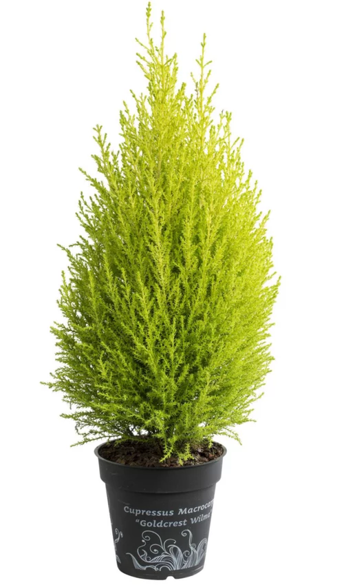 Cupressus Gold Crest jaune. Le pot de 3 litres