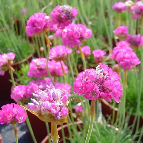 Armeria Maritima. Le pot de 3,5 litres