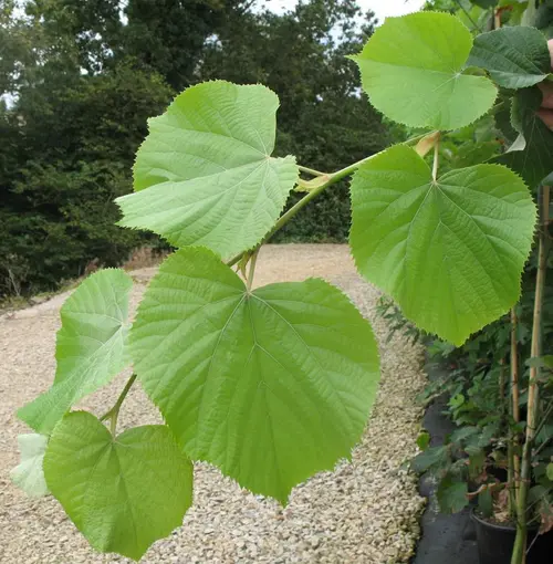 Tilleul argenté ‘Brabant’ botanic® vert. Le pot de 10 litres