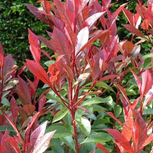 Photinia Serrulata red Robin rouge. Le pot de 70 litres, 200/250 cm