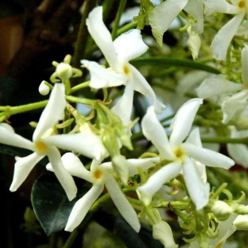 Jasmin étoilé. Le pot de 3 litres