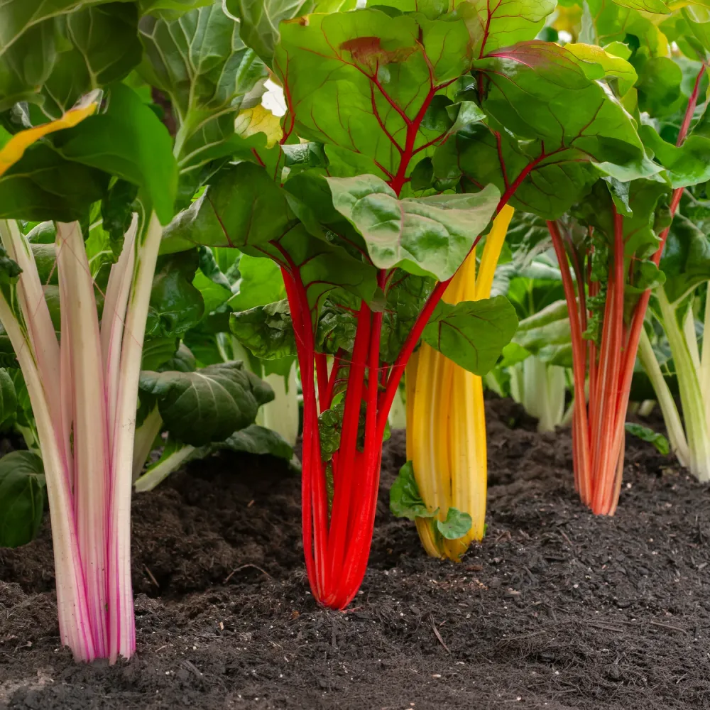 Poirées à cardes colorées en mélange Beta vulgaris