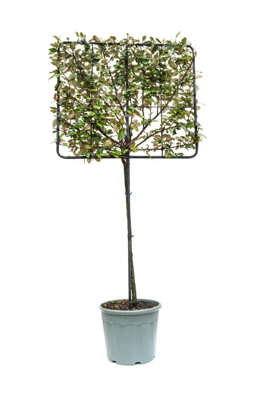 Chalef Compacta (ELAEGNUS EBBINGEI COMPACTA), en pot de 30 litres palissé sur tige