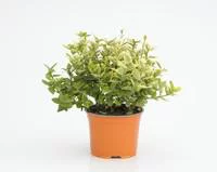 Euonymus Fortunei Emerald Gold jaune en pot de 2 L