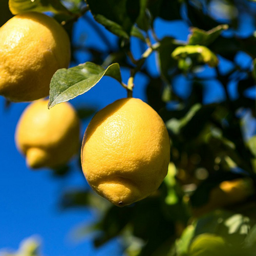 CITRONNIER DE SYRACUSE (CITRUS LIMON SYRACUSE) - POT DE 5L - 1/4 TIGE