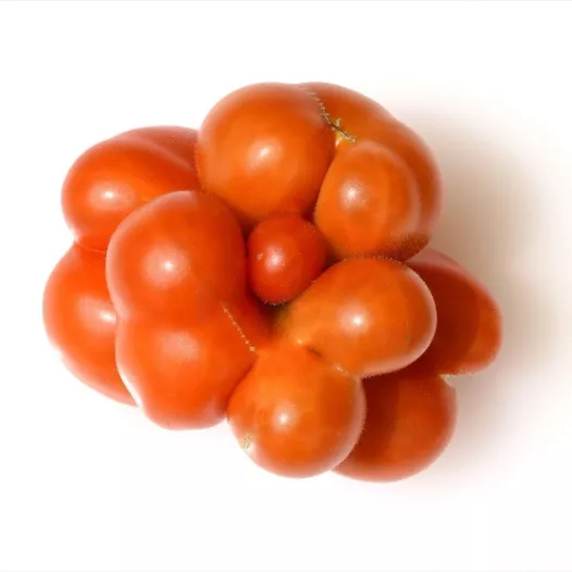 Tomaten zaad | Tomaat voyage