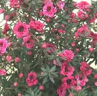 Chamelaucium (Wax Flowers). Le pot de 2 litres