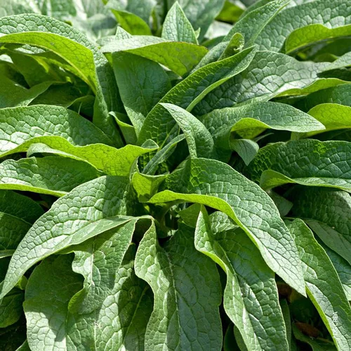 Consoude Bio. Le pot de 1 litre