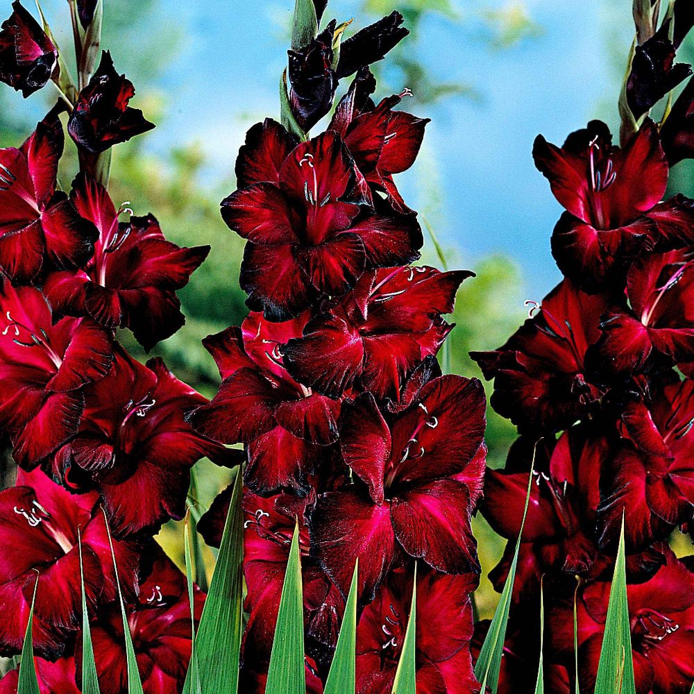 25 Glaïeuls à grandes fleurs Black Jack Gladiolus Black Jack