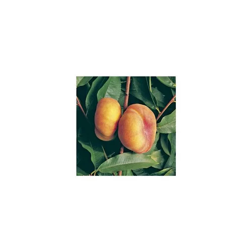 Pecher Jalousia® Ferjalou. En racines nues, forme 1/2 tige