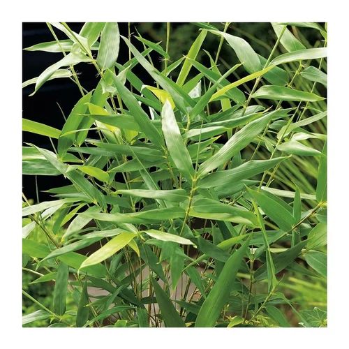 Bambou (BAMBOU ARUNDINARIA METAKE) Le pot de 12 litres