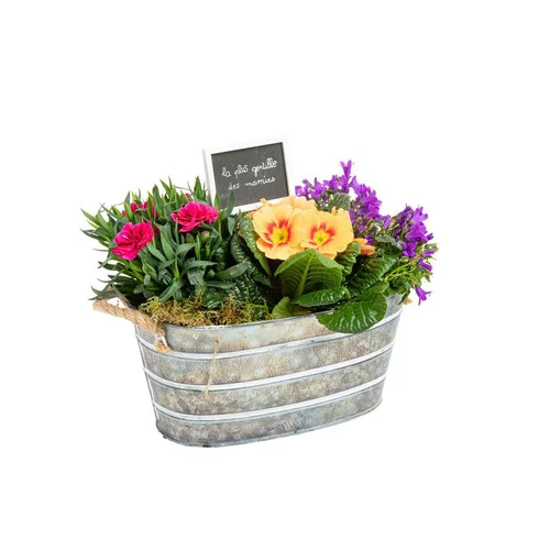 Composition printanière Fête des Grands-Mères (œillet, campanule et primevère) - La jardinière en zinc blanchi de 25 cm
