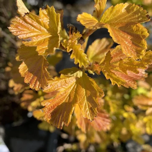 Physocarpus Opulifolius Amber Jubilee. Le pot de 4,5 litres