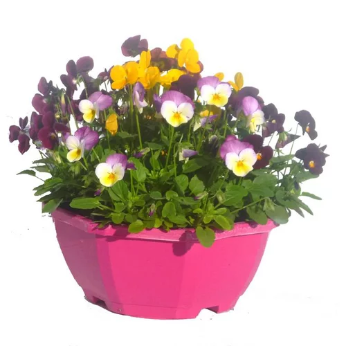 Viola Cornuta - Coupe de 23 cm