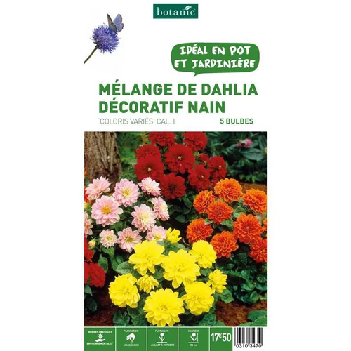 Dahlias nains multicolores en mélange botanic® - 5 tubercules