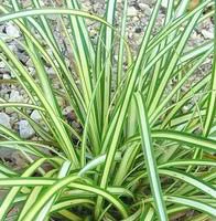 Carex - Le pot de 2.5 litres