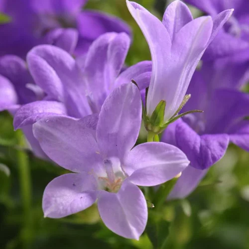 Campanule à fleurs bleues - Le pot décoratif de 4,5 litres