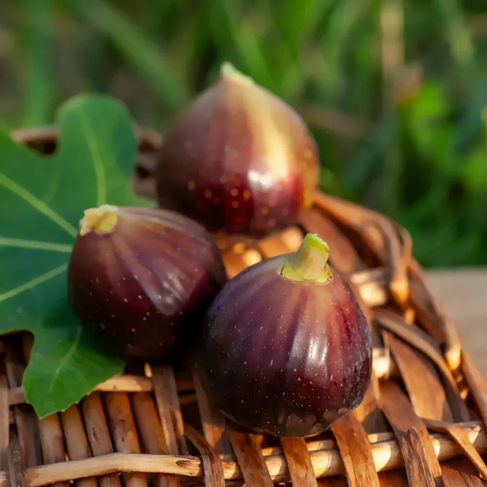 Figuier Ronde de Bordeaux Ficus carica Ronde de Bordeaux
