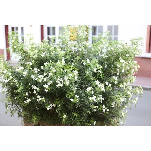 Choisya White Dazzler « Londaz »