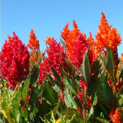 Célosie (Celosia) à fleurs multicolores - Le pot Ø 10 cm