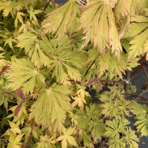 Érable du Japon à feuille d’aconit vert. Le pot de 5 litres, forme bonsaï