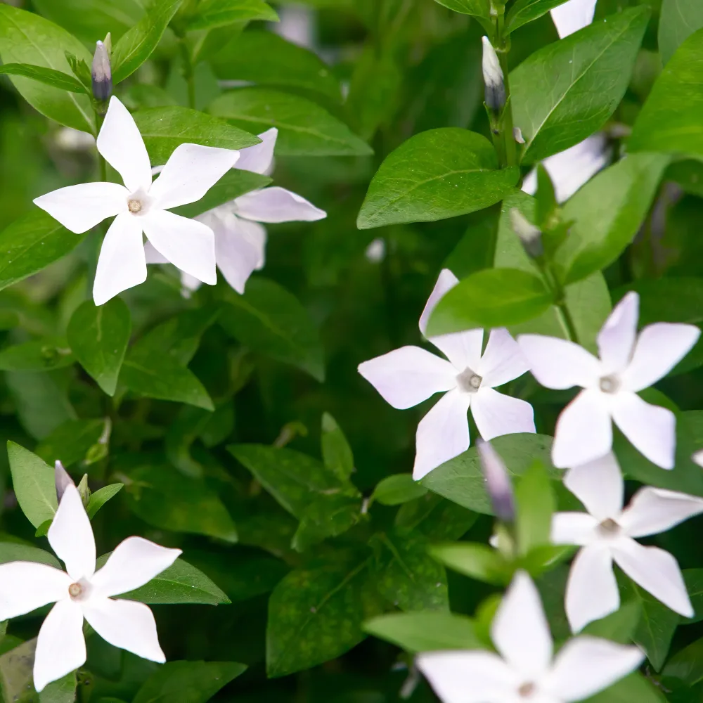 Grande pervenche blanche Vinca major alba