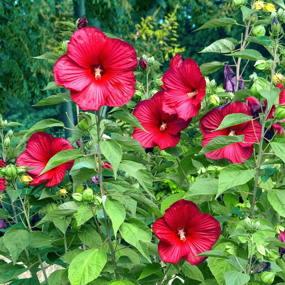 Hibiscus des marais Luna Red Hibiscus moscheutos Luna Red