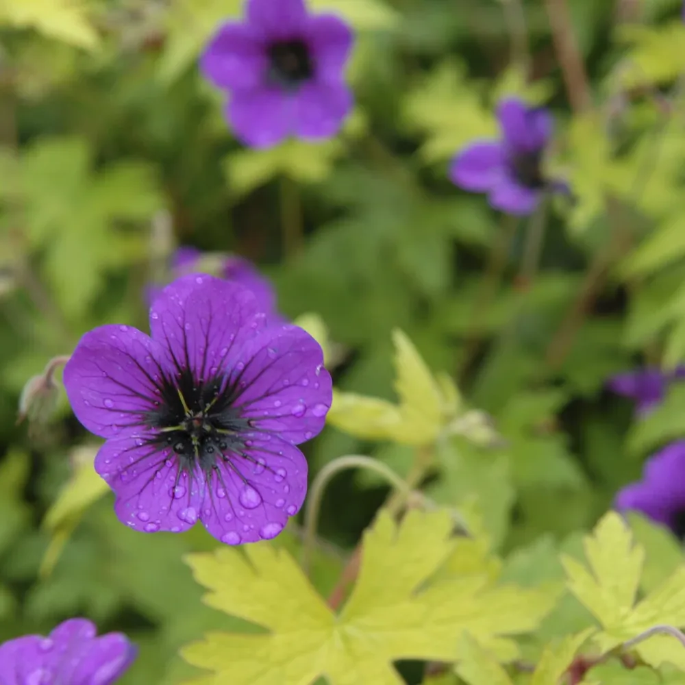 Géranium vivace Ann Folkard Geranium Ann Folkard